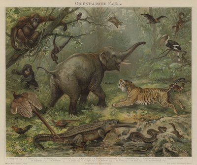 Asian fauna by German School